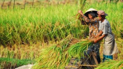 Mesin Pengering Gabah, Solusi Saat Panen Raya