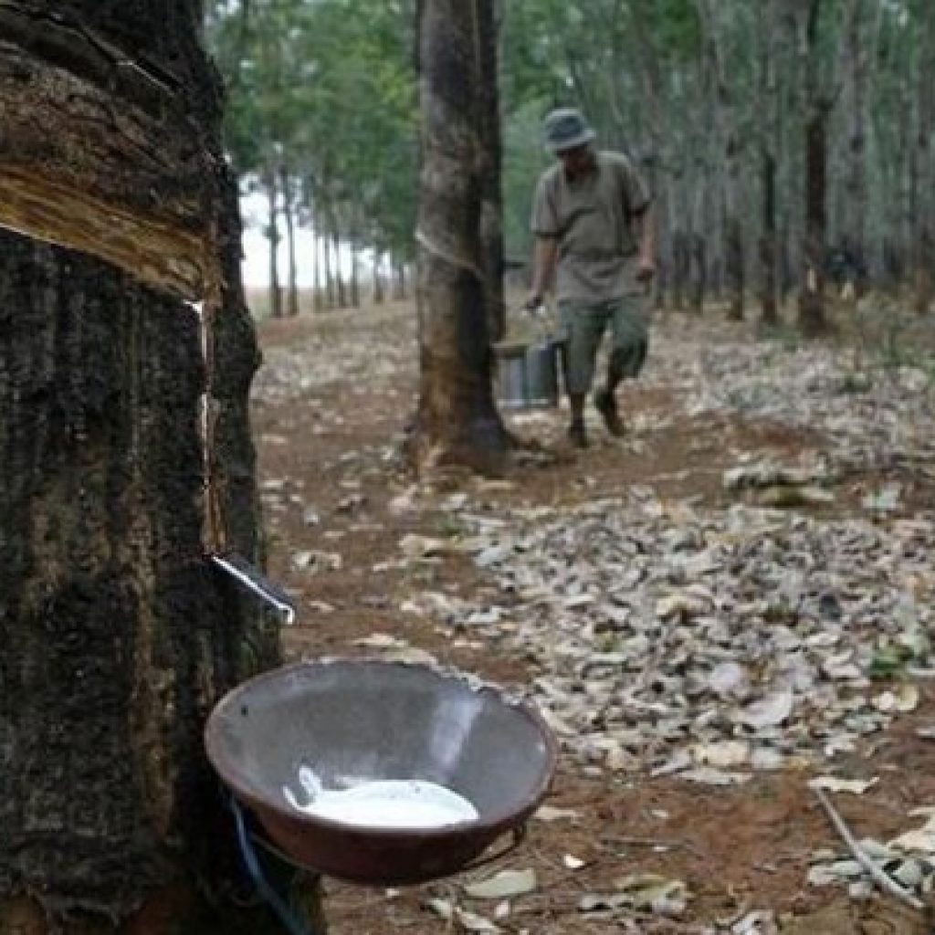 Harga Karet Anjlok Parah, Jokowi Resah Radar Aktual