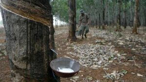 Harga Karet Anjlok Parah, Jokowi Resah