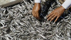 Impor Ikan Asin Taiwan dan Thailand Dikecam