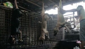 Solo Jadi Pusat Perdagangan Anjing, 13 Ribu Ekor Dibantai Tiap Bulan