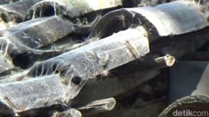 Ribuan Ulat Bulu Serang Pemukiman Warga 3 Desa di Pasuruan
