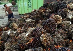 Petani Desak Jokowi Cabut Pungutan Ekspor CPO