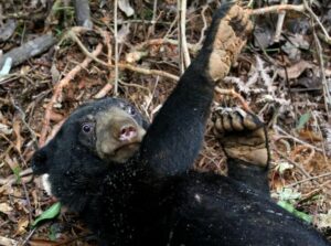 Duh! Ukur Tanah di Batanghari, Warga Bukit Harapan Diterkam 4 Ekor Beruang Madu