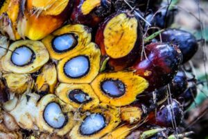 Gawat! Pasar CPO Indonesia di Uni Eropa Bakal Direbut Malaysia