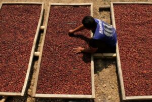 Serbuan Kopi Impor Bikin Petani Lokal Menderita