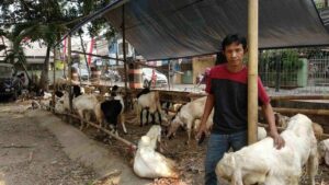 Kurban 24 Sapi, Sinyal Golkar Siap Maju Pilpres 2024?