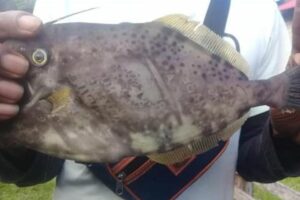 Ikan Bertulis Kata “Ambon” dan “Maluku” Bikin Geger Warga Seram Barat