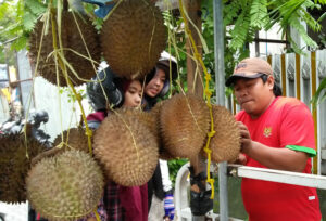 Durian Indonesia Di China Kalah Saing Dari Thailand dan Malaysia, Ini Sebabnya