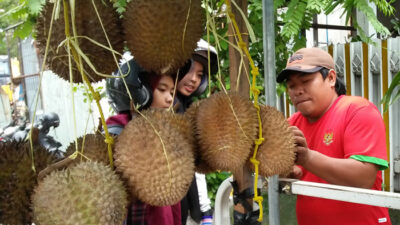 Durian Indonesia Di China Kalah Saing Dari Thailand dan Malaysia, Ini Sebabnya