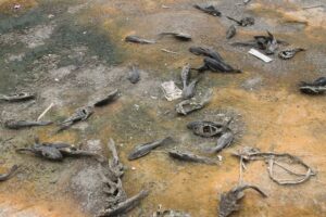 Ribuan Ikan Di Bengawan Solo Mati Misterius, Ini Faktanya