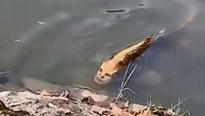 Viral! Kepala Ikan Mas Berwajah Mirip Manusia
