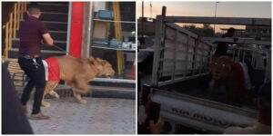 Greget! Demonstran Irak Bawa Singa Untuk Lawan Anjing Polisi