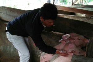 Virus Kolera Babi Sudah Tersebar di 16 Kabupaten di Sumut