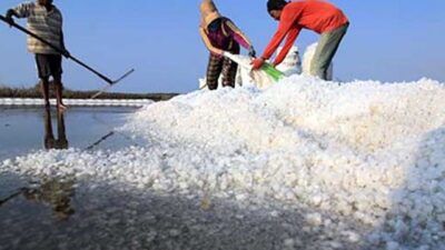 Impor Garam Kemenperin Makin Sadis, Petani Garam Makin Meringis