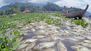 63 Ton Ikan di Danau Maninjau Mati, Bau Busuk Menyeruak