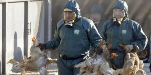 Virus Corona Belum Usai, China Laporkan Kasus Flu Burung di Hunan