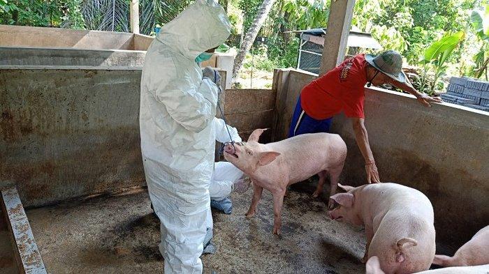 Virus Flu Afrika Serang Bali, 808 Babi Mati Mendadak