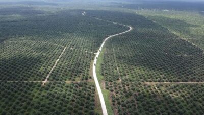 Sawit Ilegal Bikin Riau Kehilangan Potensi Pajak Rp.107 Triliun
