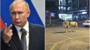 Putin Lepas 800 Singa di Seluruh Rusia Agar Warga Tak Keluyuran? Ini Faktanya!