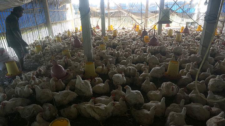 Pengadaan Ayam Rp.770 Ribu Per Ekor, Ini Penjelasan Kementan