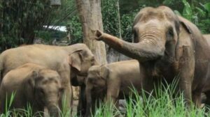Ratusan Gajah di Afrika Mati Misterius, Ahli Waspadai Virus Baru