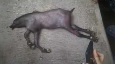 Viral! Anak Kambing Berkepala Babi di Pasuruan, Ini Faktanya