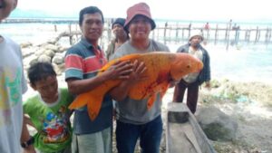 Ikan Mas Raksasa 15 Kg Tertangkap di Danau Toba, Warga Resah Bakal Ada Musibah