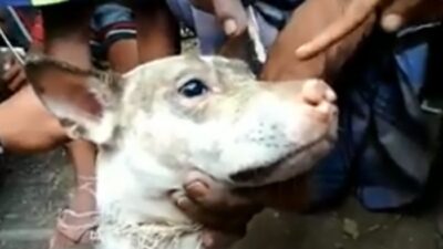 Geger! Anak SMP di Lombok Berubah Jadi Anjing, Dikubur Hidup-Hidup