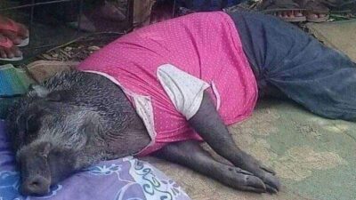 Babi Hutan Aneh, Menangis Saat Diusir Minta Tidur Pakai Bantal dan Selimut