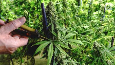 Tingkatkan Pundi-Pundi Devisa Negara, Menristek Minta Ganja Dilegalkan