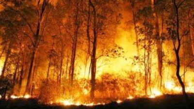 Draf Final UU Cipta Kerja: Boleh Buka Lahan Lewat Pembakaran Berkearifan Lokal