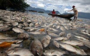 Ratusan Ton Ikan Di Danau Toba Mati Mendadak, Kerugian Tembus Miliaran Rupiah