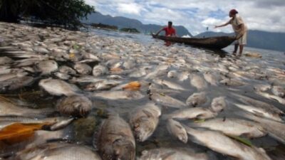 Ratusan Ton Ikan Di Danau Toba Mati Mendadak, Kerugian Tembus Miliaran Rupiah