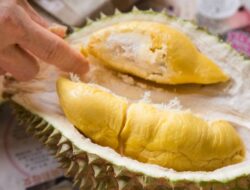 China Borong 300 Ribu Durian Musang King Seberat 60 Ton Senilai Rp.218 Miliar Dalam 50 Menit