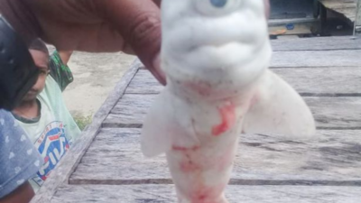 Bikin Geger Warga Maluku, Para Nelayan Temukan Ikan Hiu Albino Bermata Satu