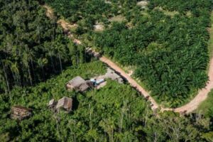 WALHI: Tak Masuk Akal! Ganti Rugi Per Hektar Tanah Adat Papua Hanya Rp.100 Ribu