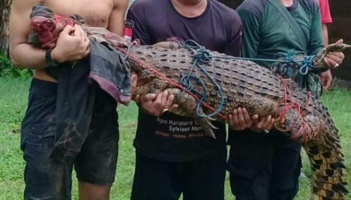 43 Buaya Lepas Dari Bogor, Warga Tangerang Yang Diminta Waspada