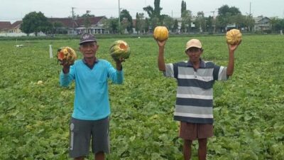 Viral Petani Jombang Hancurkan Blewah dan Semangka Hasil Panen, Ini Alasannya