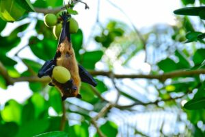 Jadi Ancaman Pandemi Baru, Ini Gejala Infeksi Virus Nipah dari Malaysia