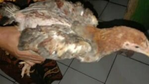Nurhadi Heran Penerima PNBT Di Cianjur Diberi Ayam Hidup Saat Cairkan Bantuan di e-Warong