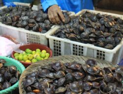 Wow! Sumatera Barat Ekspor 100 Kg Jengkol ke Jepang