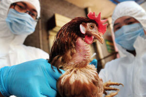 Flu Burung Merebak di Jerman dan Swedia, Hongkong Hentikan Impor Produk Unggas