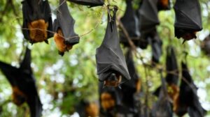 Ilmuwan China Temukan Virus Baru Pada Kelelawar Yang 94,5 Persen Identik COVID-19