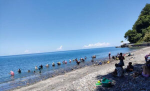 Heboh! Warga Tamilouw Malteng Ramai-Ramai Dulang Emas di Pantai Pohon Batu