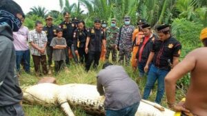 Bocah 8 Tahun di Kutai Timur Hilang Saat Berenang, Tubuhnya Ditemukan Dalam Perut Buaya