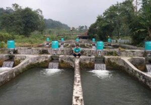 Teknologi IoT Platform eFishery Bantu Pelaku Usaha Akuakultur Raup Omzet Rp.1 Miliar
