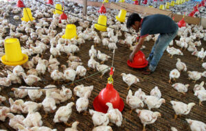 Rugi Rp.5,4 Triliun Sebab Harga Selalu Anjlok, Peternak Ayam Nasional Minta Tanggung Jawab Kementan