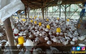Stabilkan Harga Jual Ayam, Kementan Bakal Musnahkan 288 Juta Telur dan Ayam Muda