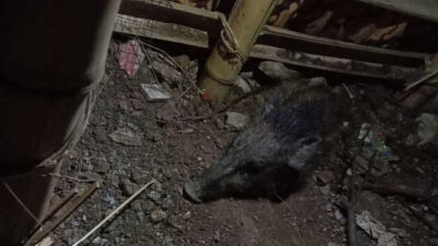 Peneliti LIPI Pastikan Yang Ditangkap Warga Depok Babi Hutan Bukan Babi Ngepet